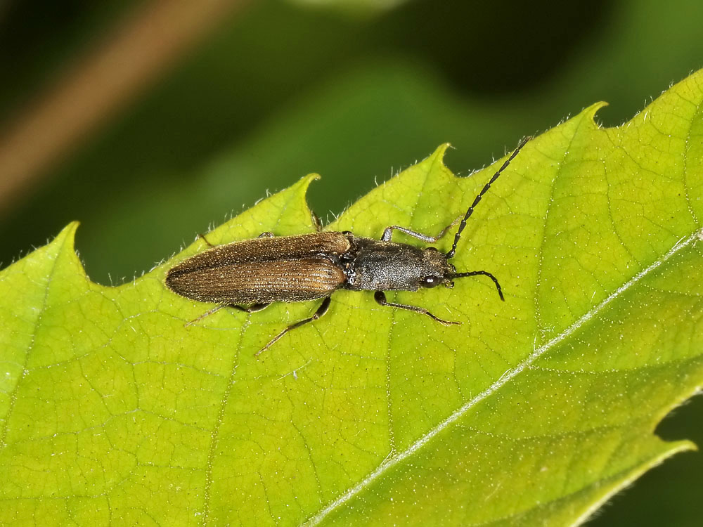 Elateridae n 2 - Athous bicolor
